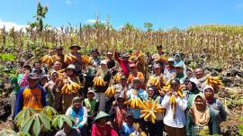  Panen Raya Jagung Program Ketahanan Pangan 